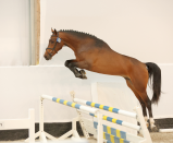 16 Remondo van de Radstake kl