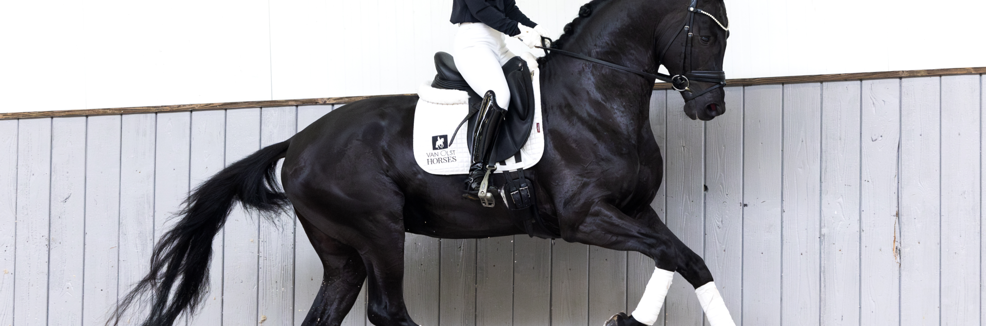 Renzo galop rechts