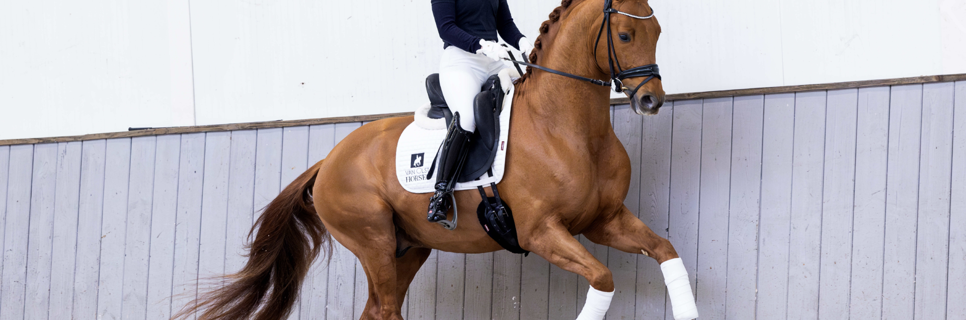 Pjethro galop