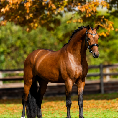 Saint Mc Laren 2025 34 kopie mindere kwaliteit